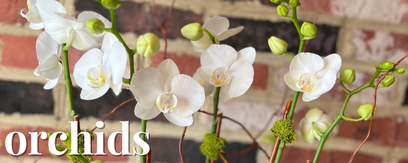 Flower Delivery to Alexandria by The Enchanted Florist